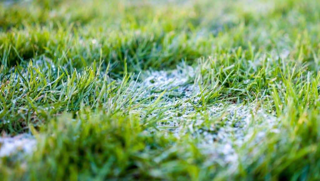 Frosty green grass close-up in morning light.