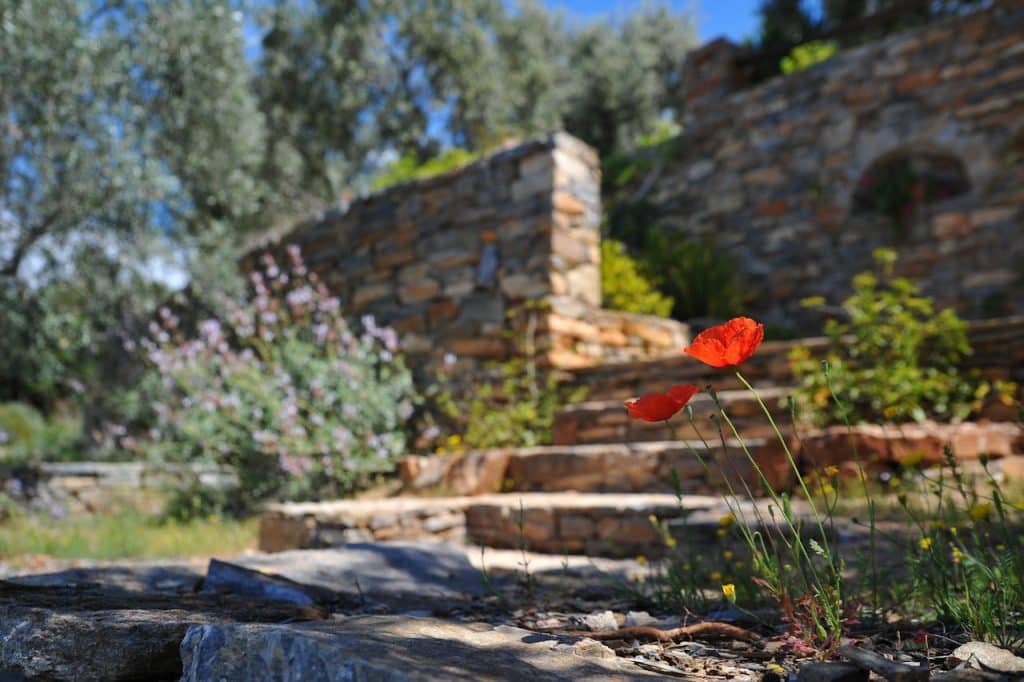 Red poppies near stone garden steps