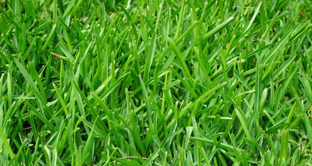 Close-up of green grass blades.