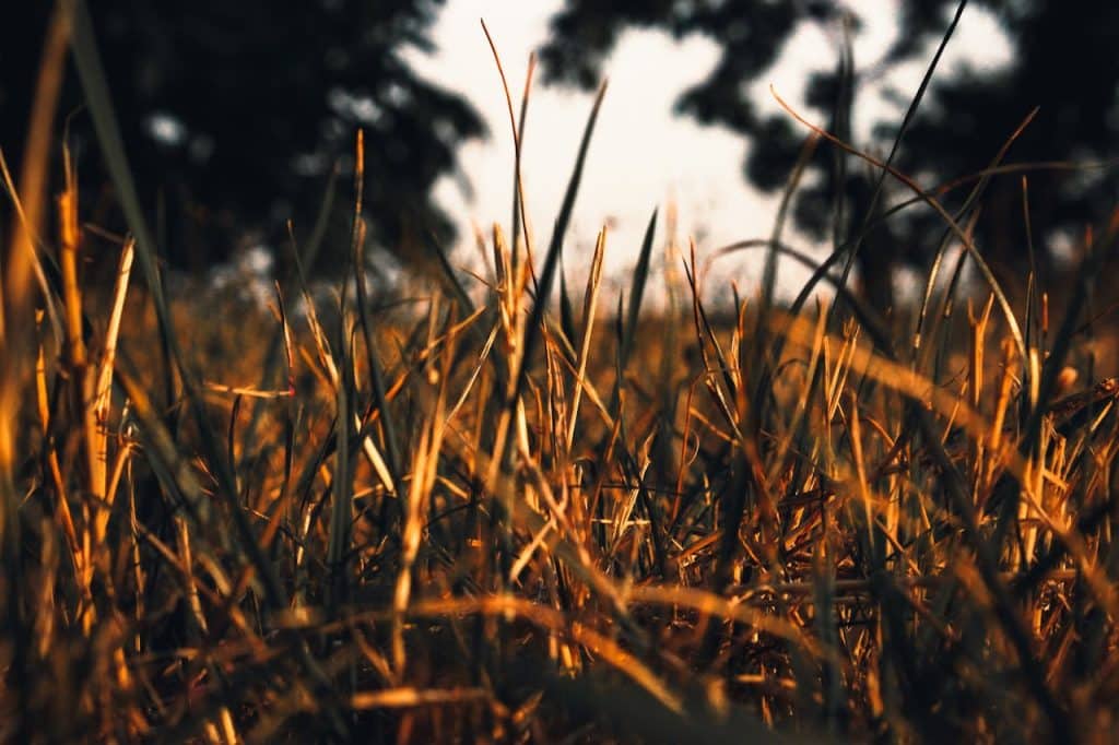 Close-up of dry grass during sunset