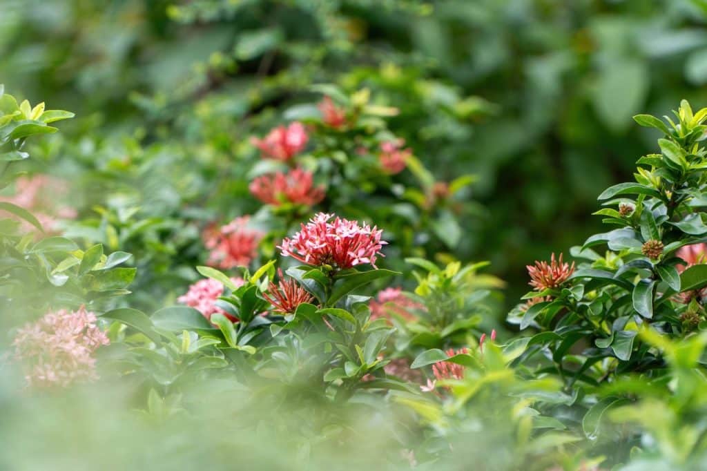 Pink flowers amidst green leaves