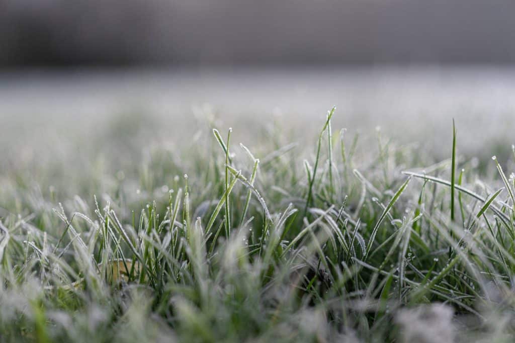 Close-up of frosty grass blades in morning light.